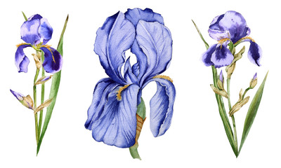 Iris flower. Isolated on white background.  - 178724753