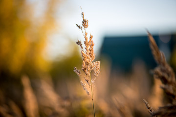 Autumn grass