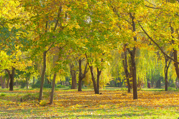 Autumn leaves