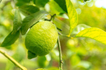closeup of lemon on a tree