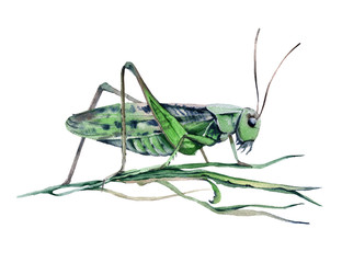 Grasshopper in the grass. Isolated on white background. 
