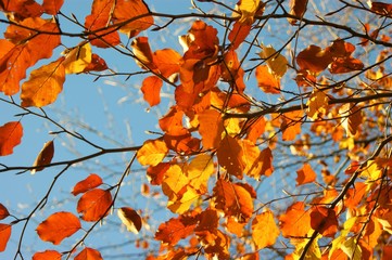 A close-up image of colourful Autumn leaves.