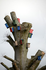 A colorful bird's collective in an old cut down tree..