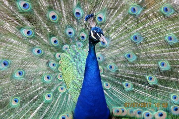 Obraz premium Peacock Blue