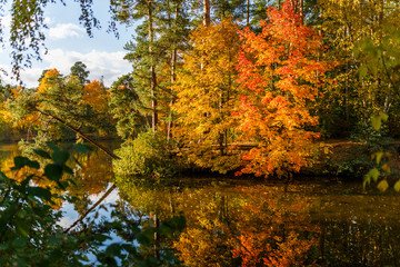 Photo of autumn trees and pond