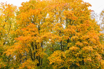 Bright orange crowns of trees.