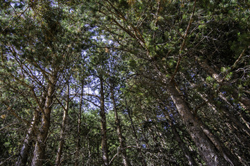 BOSQUE DE PINOS
