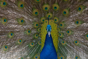 Obraz premium Peacock
