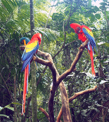 two red Macaw on the branch