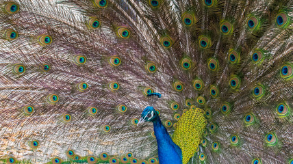 Naklejka premium Peacock