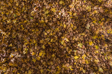 The autumn with foliage in the National Park of Abruzzo, Lazio and Molise (Italy) - An italian mountain natural reserve, with little old towns, the Barrea Lake, Camosciara, Forca d'Acero, Val Fondillo