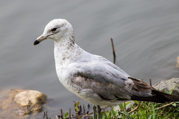 Seagull