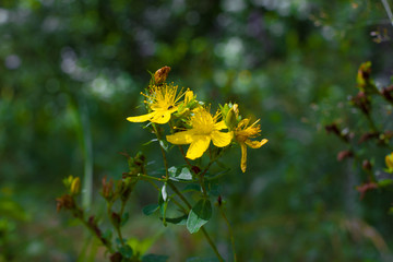 Perforate St John s wort. Hypericum perforatum macro flowering plant