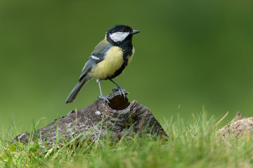 Great tit, Parus major