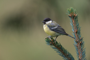 Great tit, Parus major