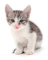 Obraz premium Small gray kitten.