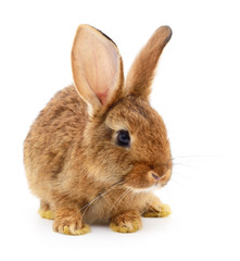 Brown rabbit on white.