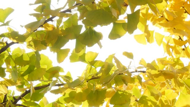 Abstract background of yellow ginko leaves in a wind