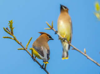 Birds on Tree Branch