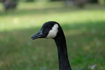 Goose head