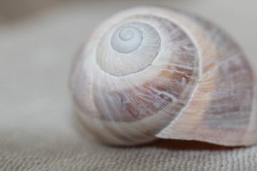 Coquillage/escargot 1