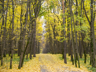 Long straight asphalt alley covered with yellow leaves in autumn park