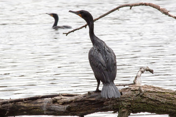 Cormorants at a lake