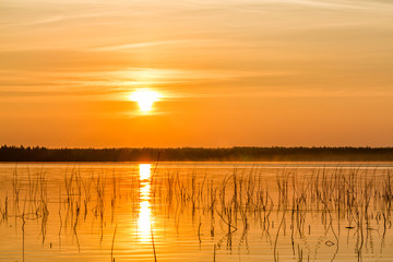 Naklejka premium Golden hour on the lake, plants on foreground
