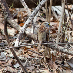 Sparrow looking over its shoulder on a branch
