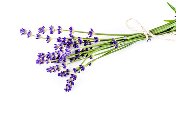 lavender isolated on white background