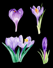 watercolor crocus, watercolor illustration, floral watercolor, hand painted watercolor, birthday, wedding, invitation, party, calendar, thank yoi card