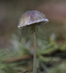Mushroom