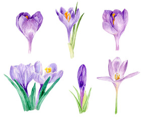 watercolor crocus, watercolor illustration, floral watercolor, hand painted watercolor, birthday, wedding, invitation, party, calendar, thank yoi card