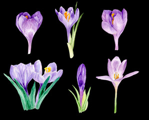 watercolor crocus, watercolor illustration, floral watercolor, hand painted watercolor, birthday, wedding, invitation, party, calendar, thank yoi card