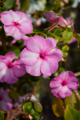 Phlox flower blossoms