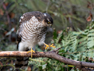 Female Sparrowhawk (accipiter nisus) hunting for prey