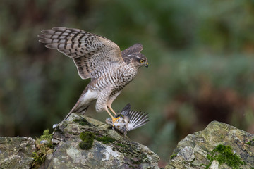 Juvenile Female Sparrowhawk (Accipiter nisus) with fresh kill