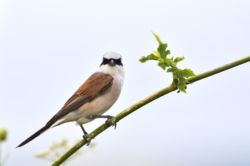 Red-backed shrike (Lanius collurio) adult male