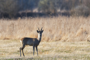 Beautiful young deer (Cervidae)