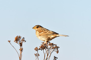 Whinchat. Saxicola rubetra. Male. Spring.