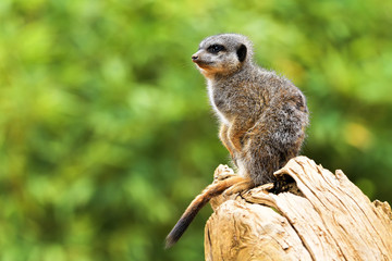 Naklejka na ściany i meble The meerkat or suricate (Suricata suricatta) is a small carnivoran belonging to the mongoose family (Herpestidae). It is the only member of the genus Suricata.