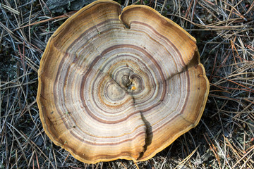 A hat of a big mushroom with an interesting bright pattern. Macro image.