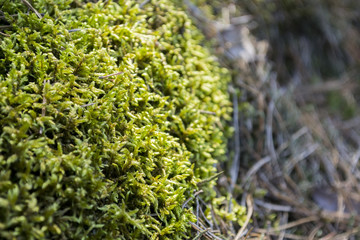 Green moss in the foreground.