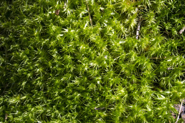 The background of green moss is covered with pine needles