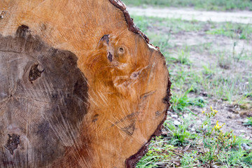 Cutting an old tree with age rings and thick bark