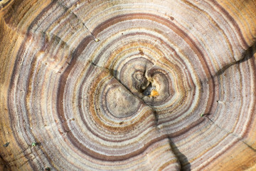 A hat of a big mushroom with an interesting bright pattern. Macro image.