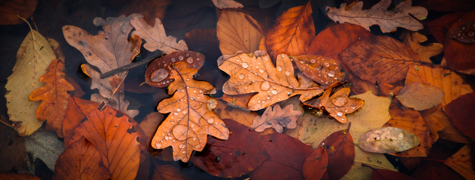 Herbst Laub autumn