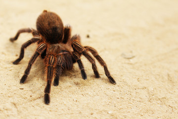 Spider Tarantula Phoby