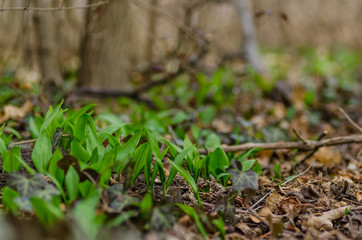 frischer baerlauch im wald