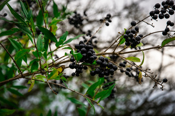 Vogelbeeren